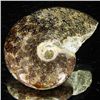 Image 2 : 105ct Opalized Ammonite (MIN-002130)
