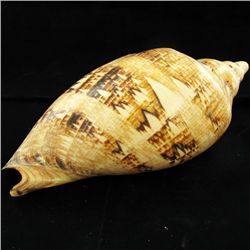 Scarce Collectible Voluta Magnifica Shell (SHL-000002)