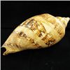 Image 1 : Scarce Collectible Voluta Magnifica Shell (SHL-000002)