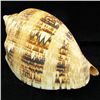 Image 2 : Scarce Collectible Voluta Magnifica Shell (SHL-000002)