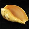 Image 3 : Scarce Collectible Voluta Magnifica Shell (SHL-000002)
