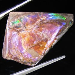 11.70ct Scarce Glowing Multi-color Ammolite Triplet (GEM-31996)