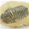 Image 2 : 355gm Preserved Tribolite Fossil On Base Material (MIN-002038)