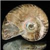 Image 1 : 80ct Opalized Ammonite (MIN-002151)