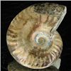 Image 2 : 80ct Opalized Ammonite (MIN-002151)