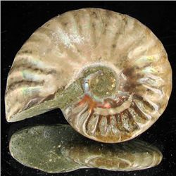 125ct Opalized Ammonite (MIN-002107)