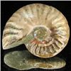 Image 1 : 125ct Opalized Ammonite (MIN-002107)