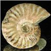 Image 2 : 125ct Opalized Ammonite (MIN-002107)