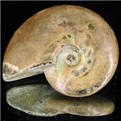 130ct Opalized Ammonite (MIN-002123)