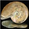 Image 1 : 130ct Opalized Ammonite (MIN-002123)