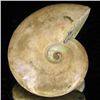 Image 2 : 130ct Opalized Ammonite (MIN-002123)