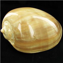 Scarce Collectible Polished Voluta Aethiopicus Shell (SHL-000007)