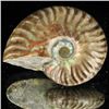 Image 1 : 85ct Opalized Ammonite (MIN-002081)