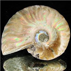 100ct Opalized Ammonite (MIN-002135)