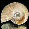 Image 1 : 100ct Opalized Ammonite (MIN-002135)