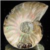 Image 2 : 100ct Opalized Ammonite (MIN-002135)