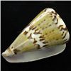 Image 2 : Scarce Collectible Polished Conus Capitaneus Shell (SHL-000106)