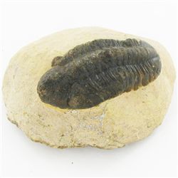 283gm Preserved Tribolite Fossil On Base Material (MIN-002046)