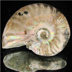 100ct Opalized Ammonite (MIN-002158)