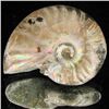 Image 1 : 100ct Opalized Ammonite (MIN-002158)