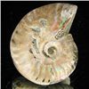 Image 2 : 100ct Opalized Ammonite (MIN-002158)