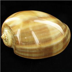 Scarce Collectible Polished Voluta Aethiopicus Shell (SHL-000006)