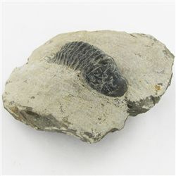 340gm Preserved Tribolite Fossil On Base Material (MIN-002047)