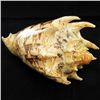 Image 1 : Scarce Collectible Voluta Imperialis Shell (SHL-000024)