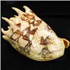 Image 2 : Scarce Collectible Voluta Imperialis Shell (SHL-000024)
