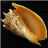 Image 3 : Scarce Collectible Voluta Imperialis Shell (SHL-000024)