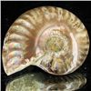 Image 1 : 95ct Opalized Ammonite (MIN-002131)