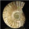 Image 2 : 95ct Opalized Ammonite (MIN-002131)