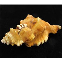 Scarce Collectible Cymatium Lotorium Shell (SHL-000049)