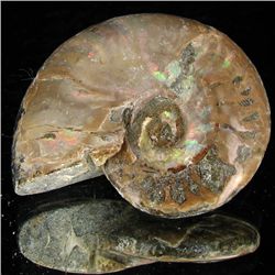 95ct Opalized Ammonite (MIN-002084)
