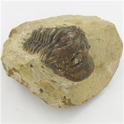 372gm Preserved Tribolite Fossil On Base Material (MIN-002061)