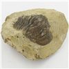 Image 1 : 372gm Preserved Tribolite Fossil On Base Material (MIN-002061)