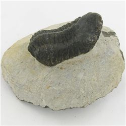 324gm Preserved Tribolite Fossil On Base Material (MIN-002040)