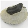 Image 1 : 324gm Preserved Tribolite Fossil On Base Material (MIN-002040)