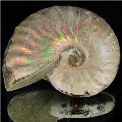 125ct Opalized Ammonite (MIN-002143)