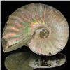 Image 1 : 125ct Opalized Ammonite (MIN-002143)