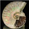 Image 2 : 125ct Opalized Ammonite (MIN-002143)