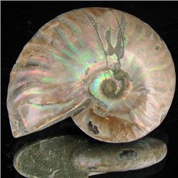 125ct Opalized Ammonite (MIN-002154)