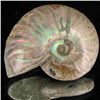 Image 1 : 125ct Opalized Ammonite (MIN-002154)