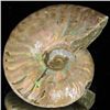 Image 2 : 125ct Opalized Ammonite (MIN-002154)