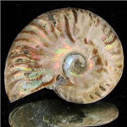 95ct Opalized Ammonite (MIN-002136)