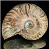 Image 1 : 95ct Opalized Ammonite (MIN-002136)