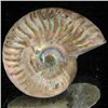 Image 2 : 95ct Opalized Ammonite (MIN-002136)