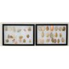 Image 2 : Lot of approx. 36 assorted stone arrowheads  and bird points in two riker cases.  Est.:   $100-$150.