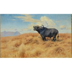 Important original oil painting signed by  Wilh. Kuhnert showing Cape Buffalo. Measuring  approx. 48