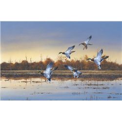 Original oil painting on canvas showing  landing ducks signed lower right Crowe.  Approximately 25”x